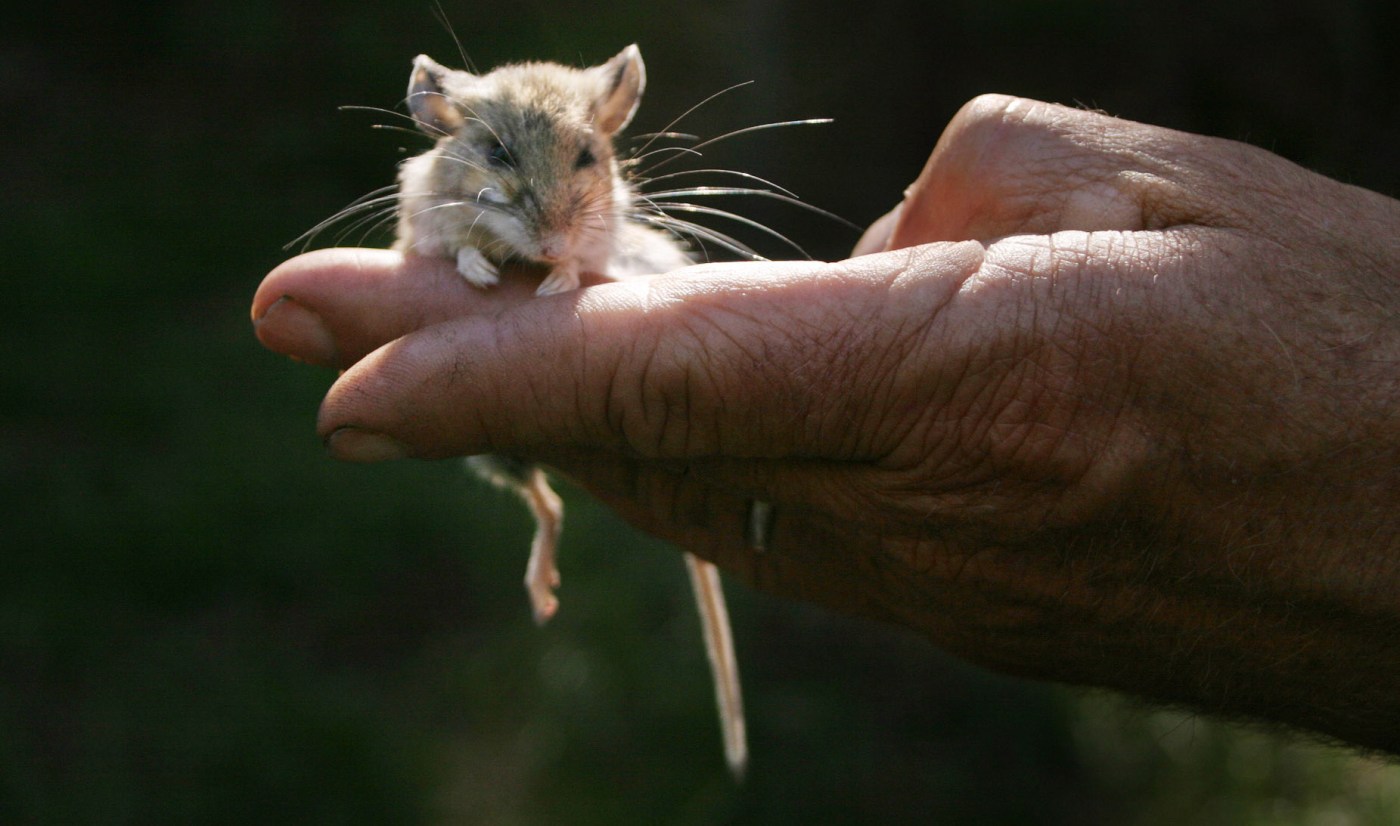 The tiny creatures that can turn a California outing into an ordeal