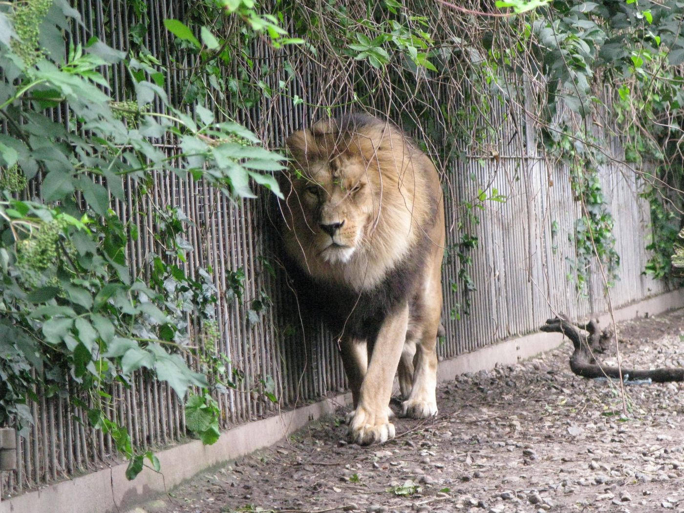 Zoo asks people to donate unwanted pets to feed predators and imitate ‘natural food chain’