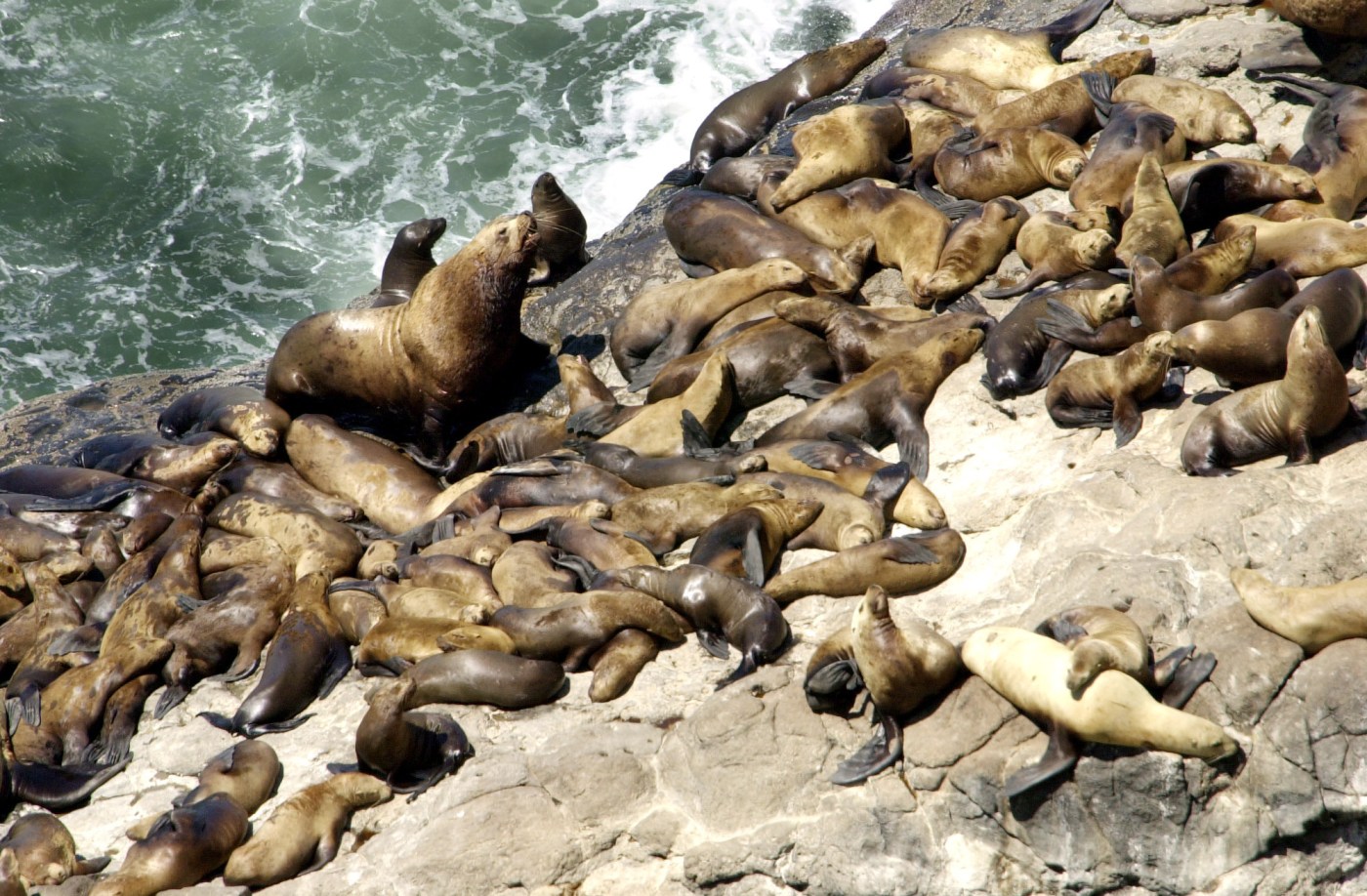 Sea lion bites 9-year-old girl while she was surfing near Monterey