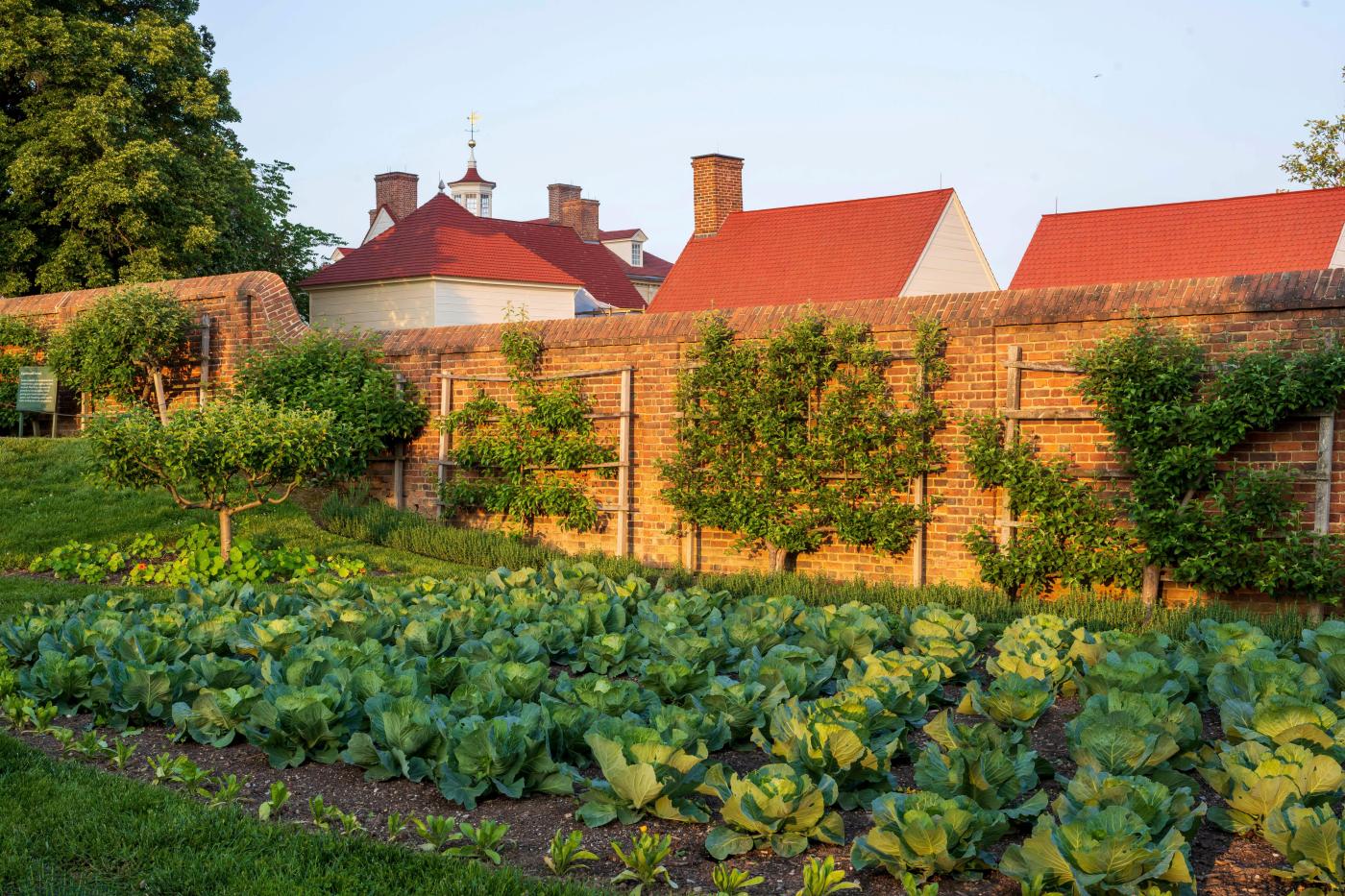 How to grow fruit trees in small spaces with the method known as espalier