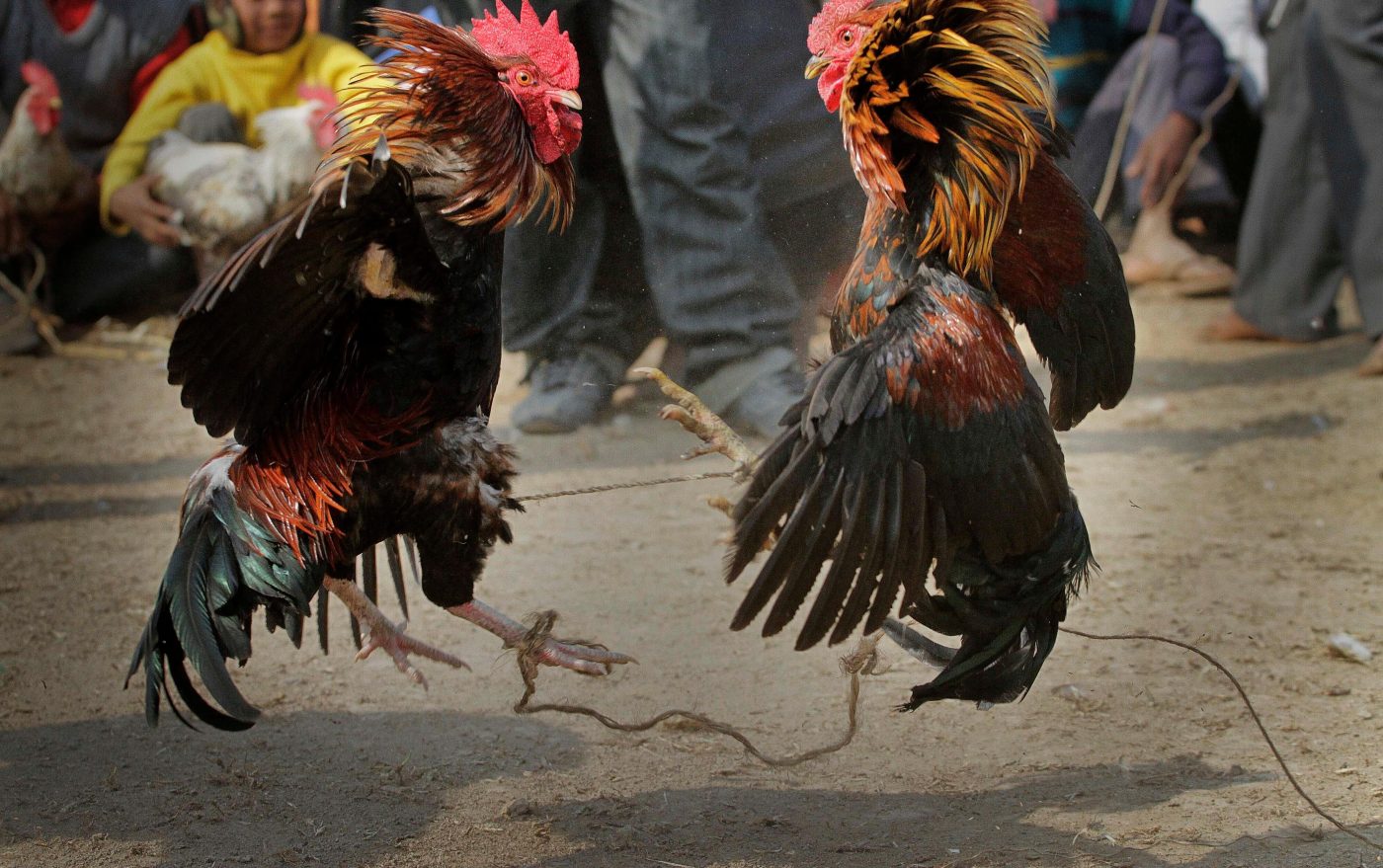 Police raid suspected cockfighting ring in Oakland
