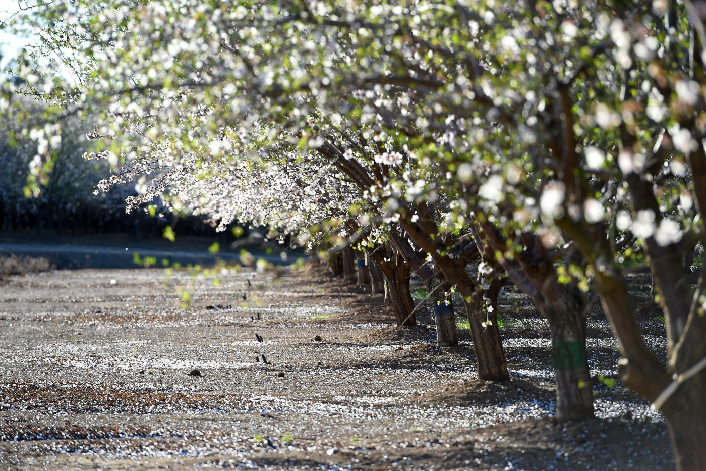 Stanford graduates’ startup turns almond shell waste into organic fertilizer