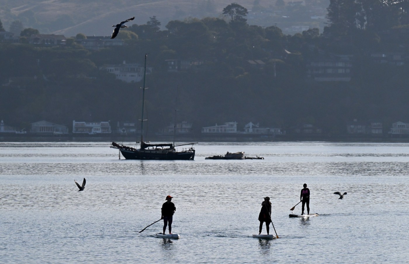 ‘Spirit of optimism’ as Richardson Bay restoration progresses