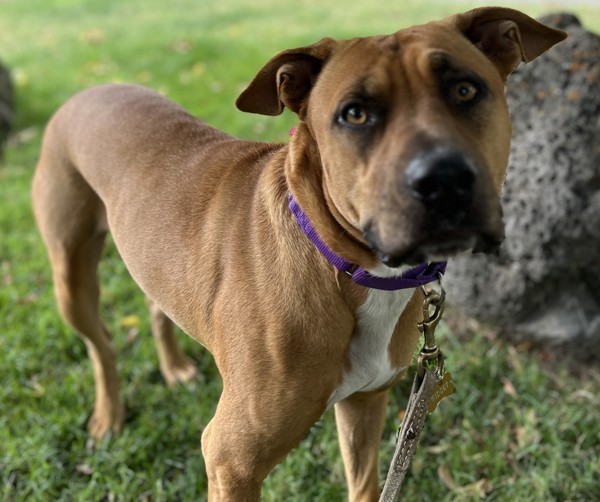 A day in the life of a Bay Area shelter animal