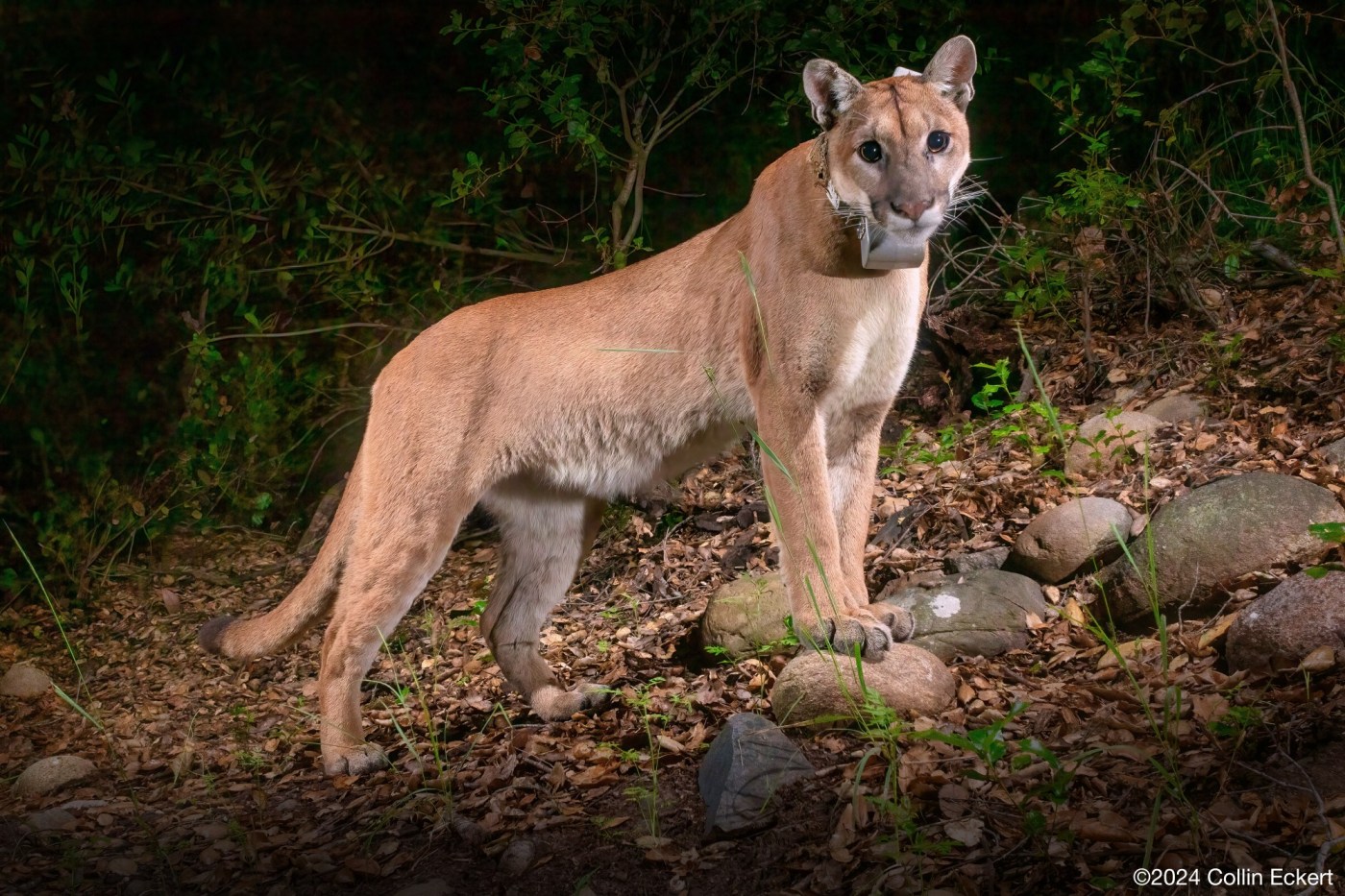 Mountain lion’s death on California highway leads to push for more protection