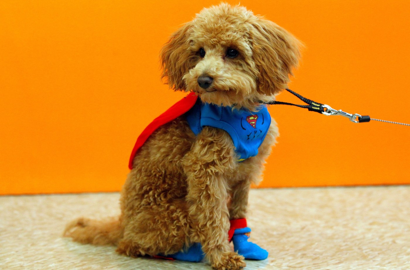 Castro Valley toy poodle has strange ritual with his favorite treat