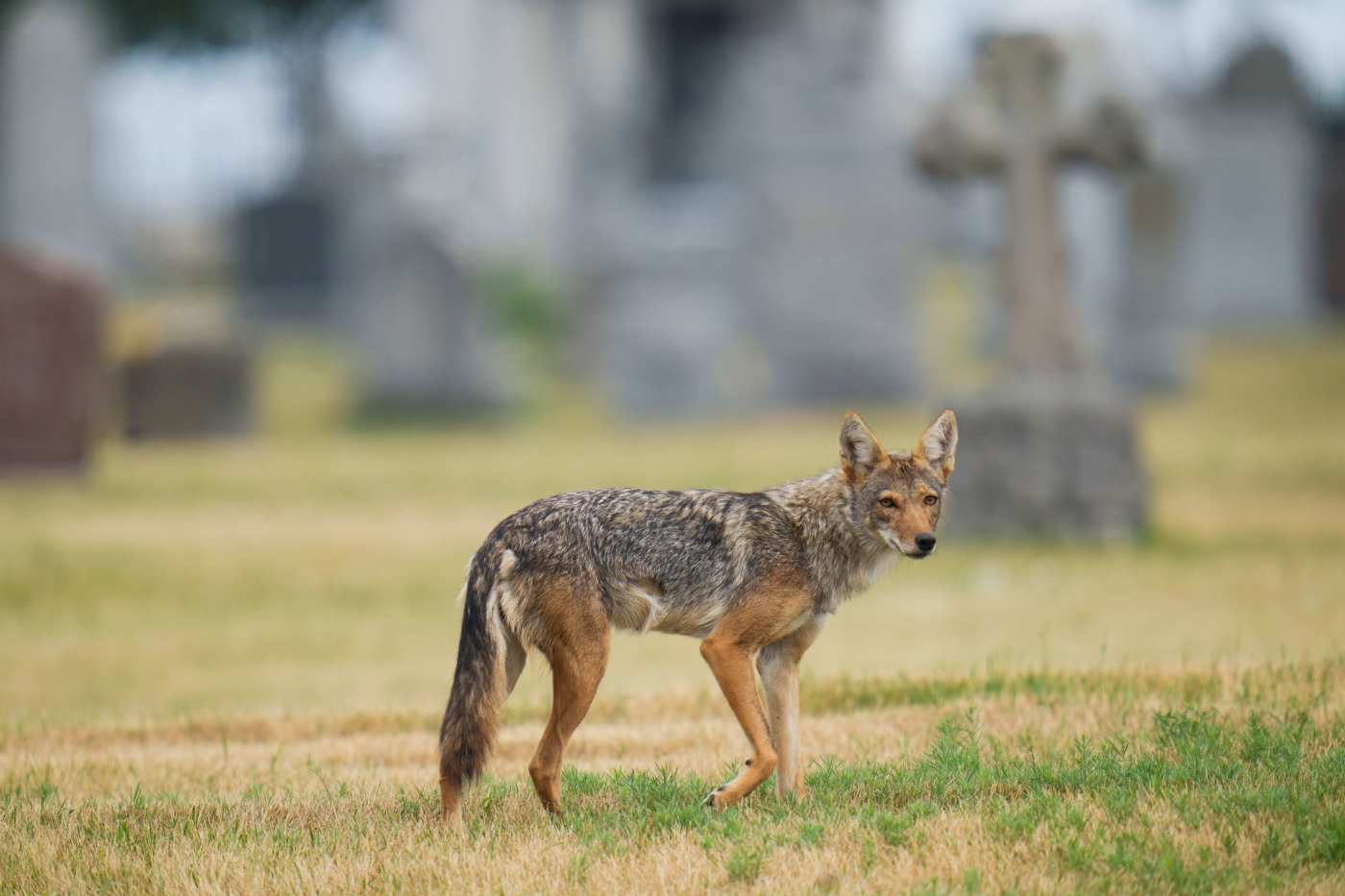 Why did Mountain View coyote snarl at worker who meant no harm?