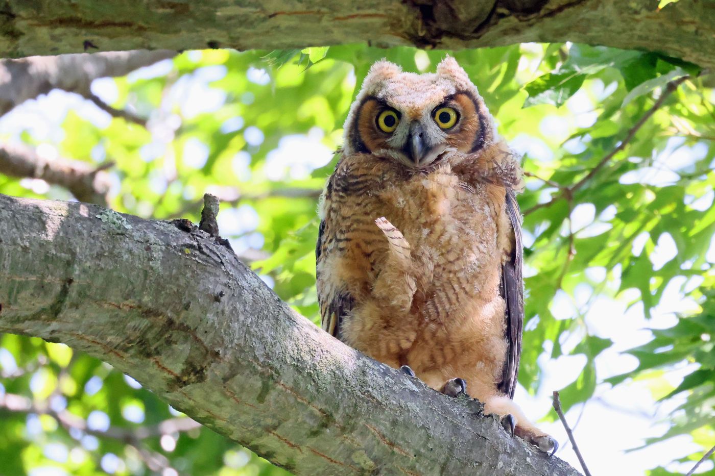 Is that a great horned owl making un-owl like sounds in San Jose?