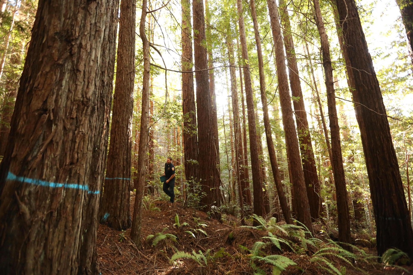 Opinion: Cal Fire’s forest management undermining California’s climate goals