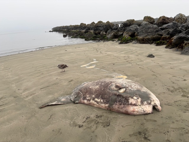 ‘Weird and gorgeous’: Massive fish washes up in Bodega Bay