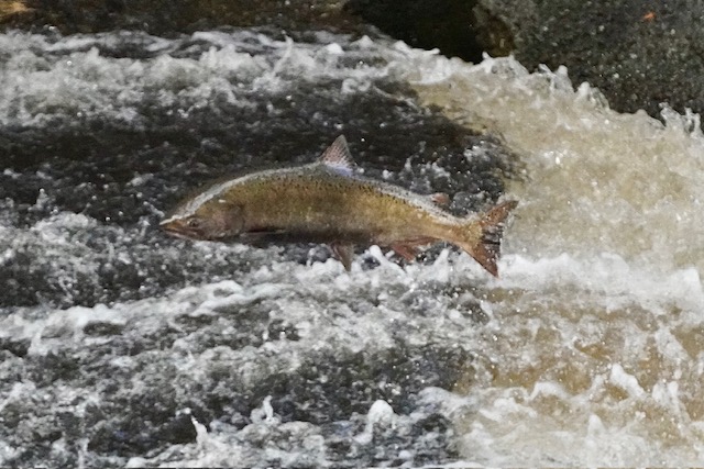Opinion: California salmon runs in danger of extinction if Newsom fails to act