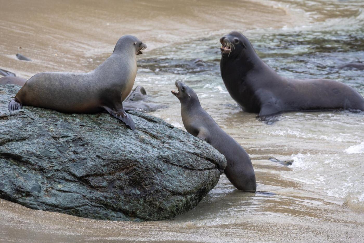 California man accused of decapitating sea lion says it’s all lies