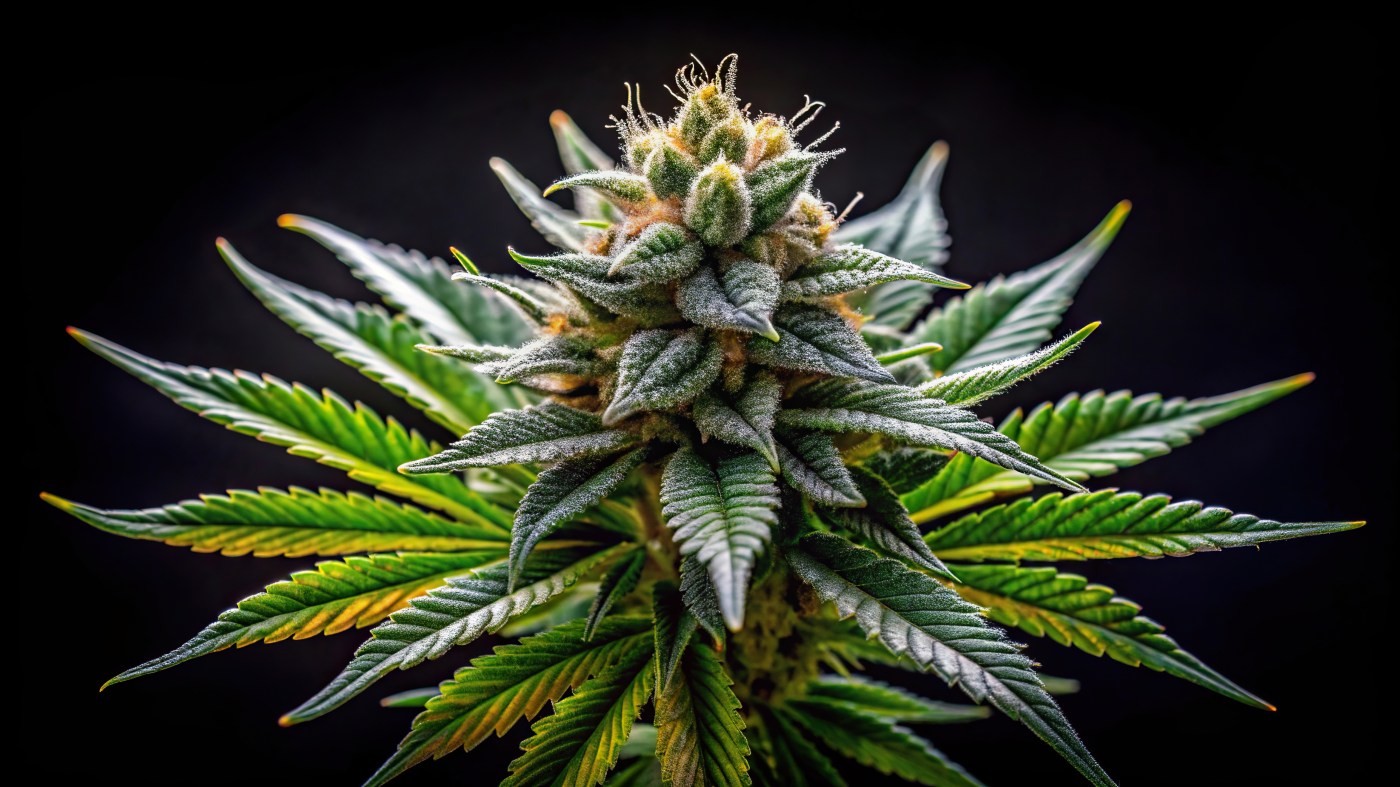 Hayward planning officials vote down use permit for cannabis dispensary