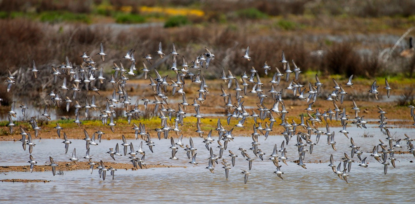 Bay Area events calendar for Oct. 17-24 weekly editions