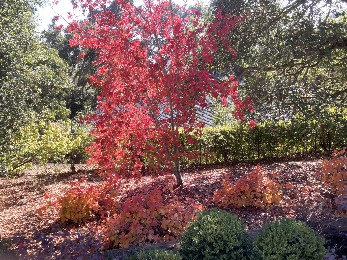Phenology: Reading nature’s seasonal calendar