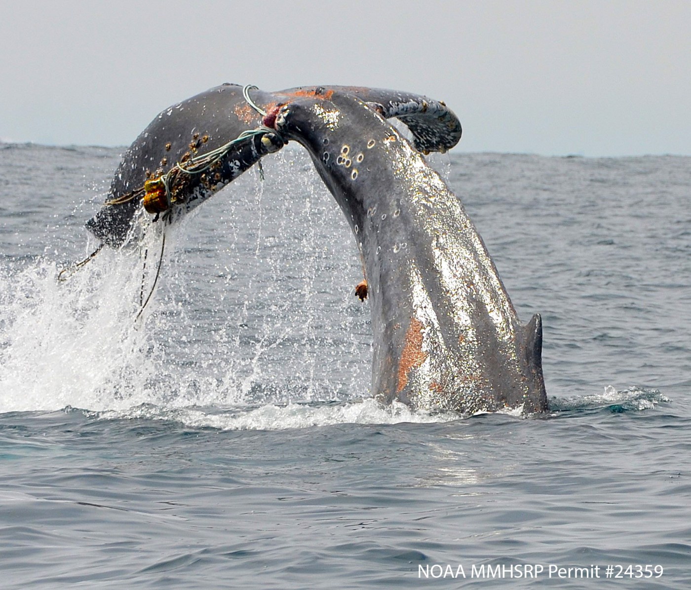 NOAA reports spike in whale entanglements off California coast, latest bad news in year of threats in and out of the ocean