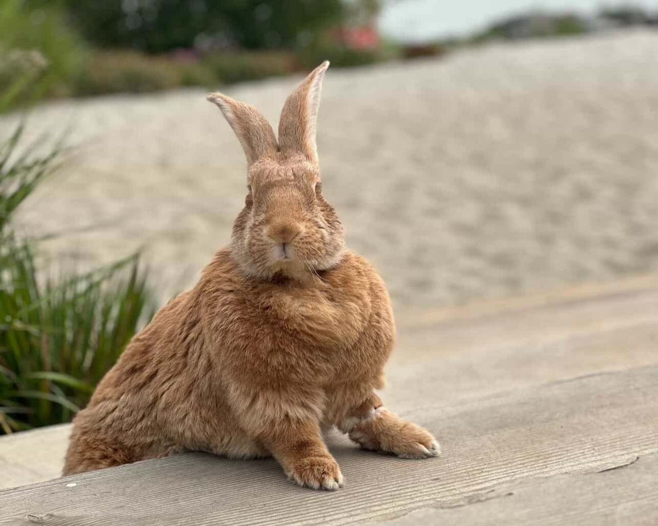 San Francisco is getting its first bunny cafe. Here’s what to know.