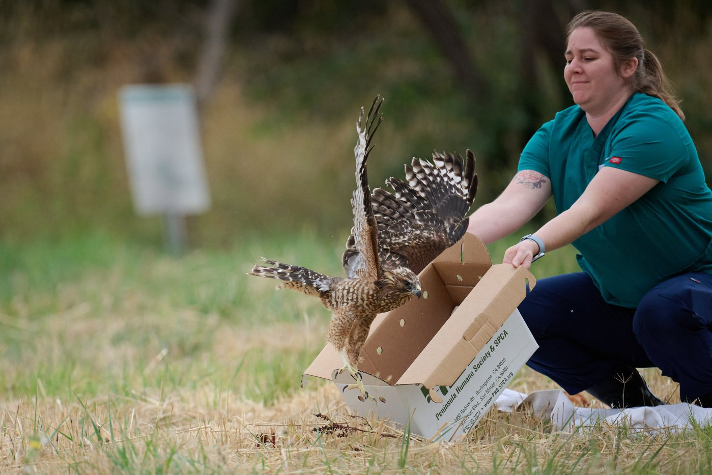 South Bay humane society rehabilitates, releases hawk shot by BB gun