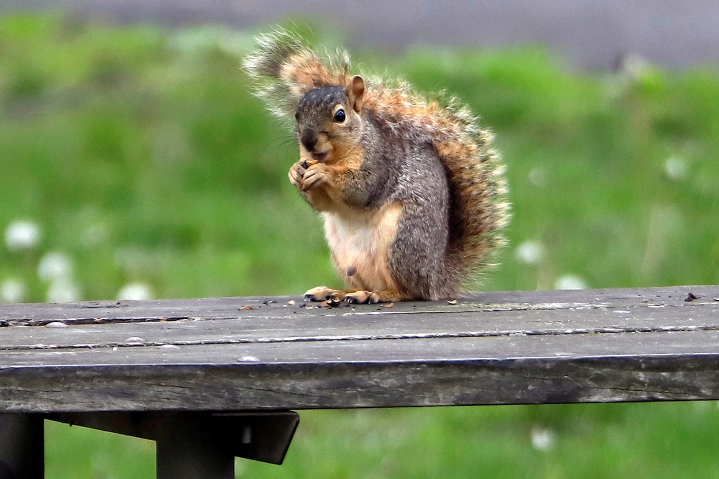 What critter in Walnut Creek is swallowing acorns and leaving evidence?
