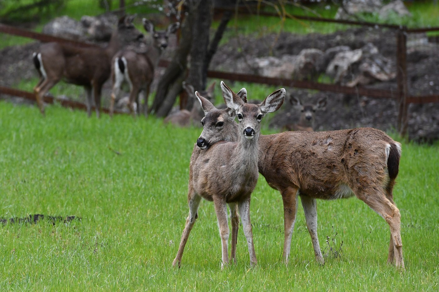 Why are so many deer attracted to Oakland Hills neighborhood?