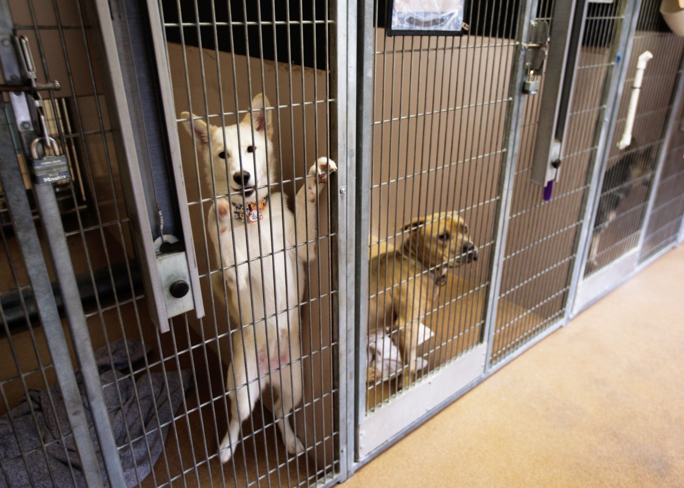 San Jose announces new leader for its troubled animal shelter