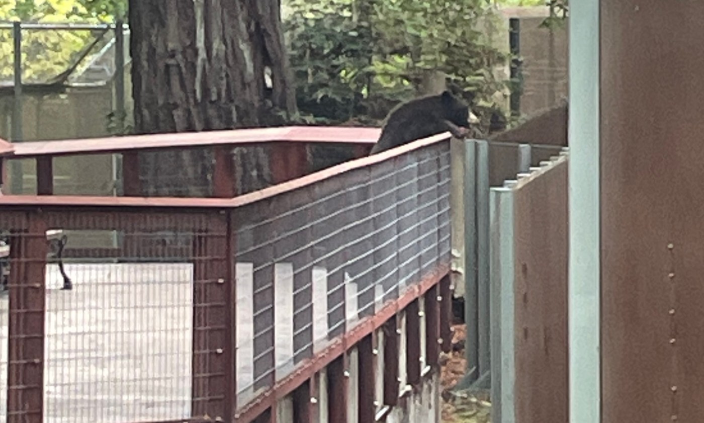 Wild bear wanders into Northern California zoo, ‘interacts’ with the resident bears