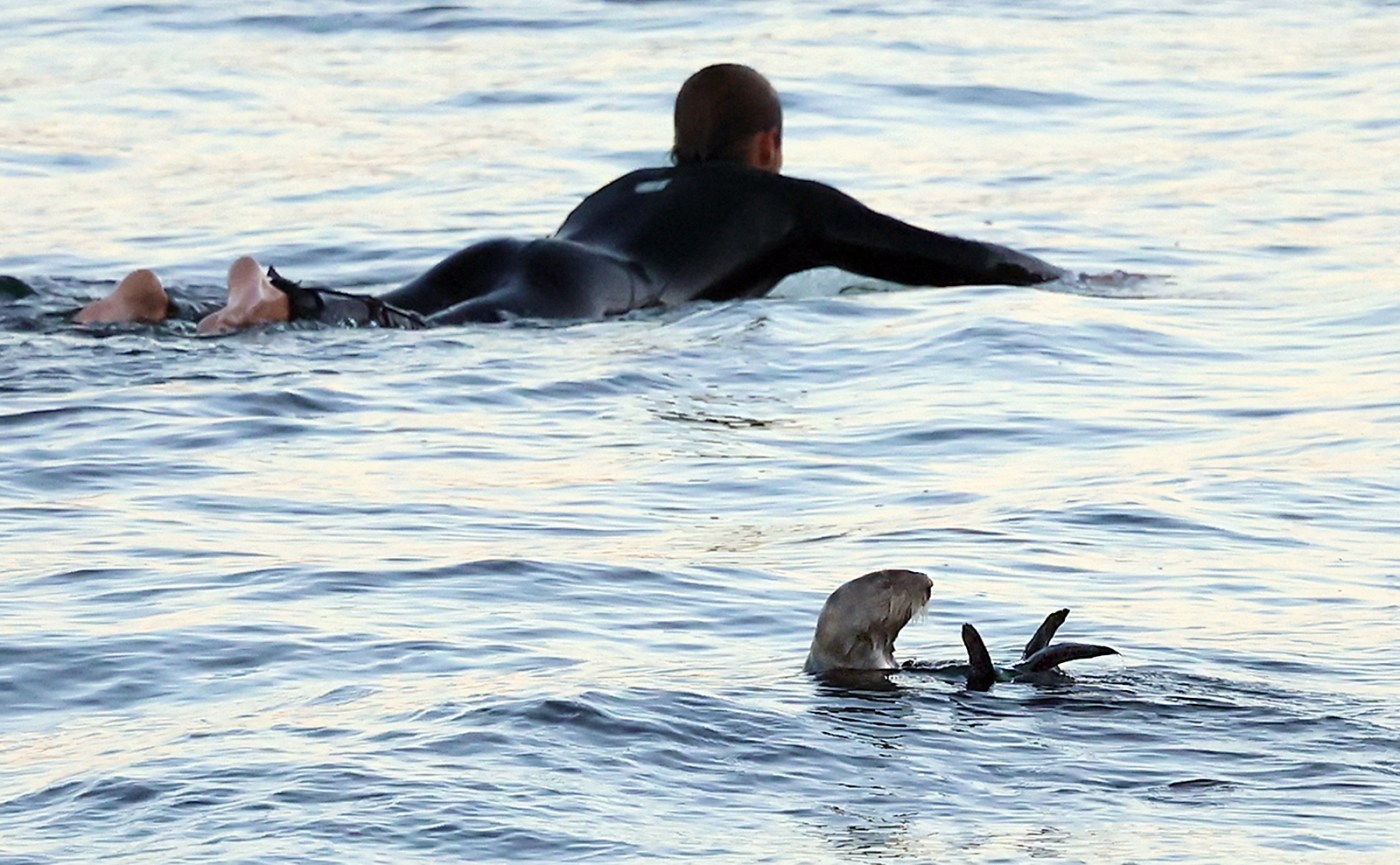 Puckish sea otters continue surf board-stealing ways at Santa Cruz beach