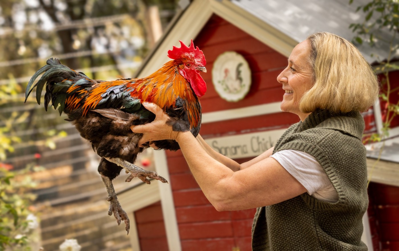 ‘We’re at capacity’: Sonoma bird rescues still overwhelmed with rooster crisis