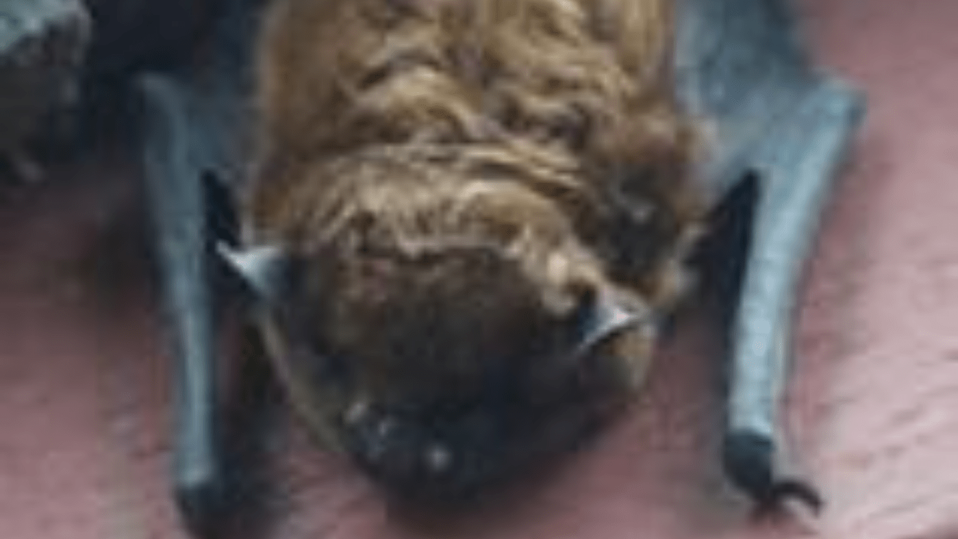 Rabid bat found in Monterey County