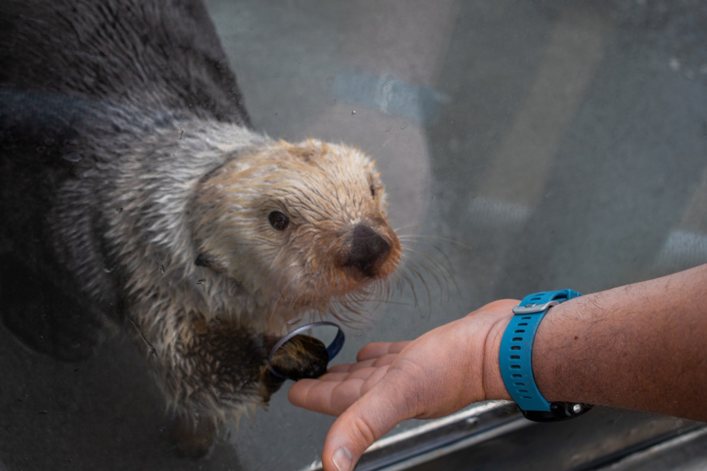 Solving a sea otter mystery: Monterey Bay Aquarium researchers track down origin of deadly disease