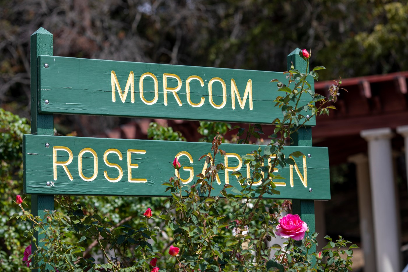 Theft of rose bushes from Oakland’s Morcom Rose Garden leaves many upset