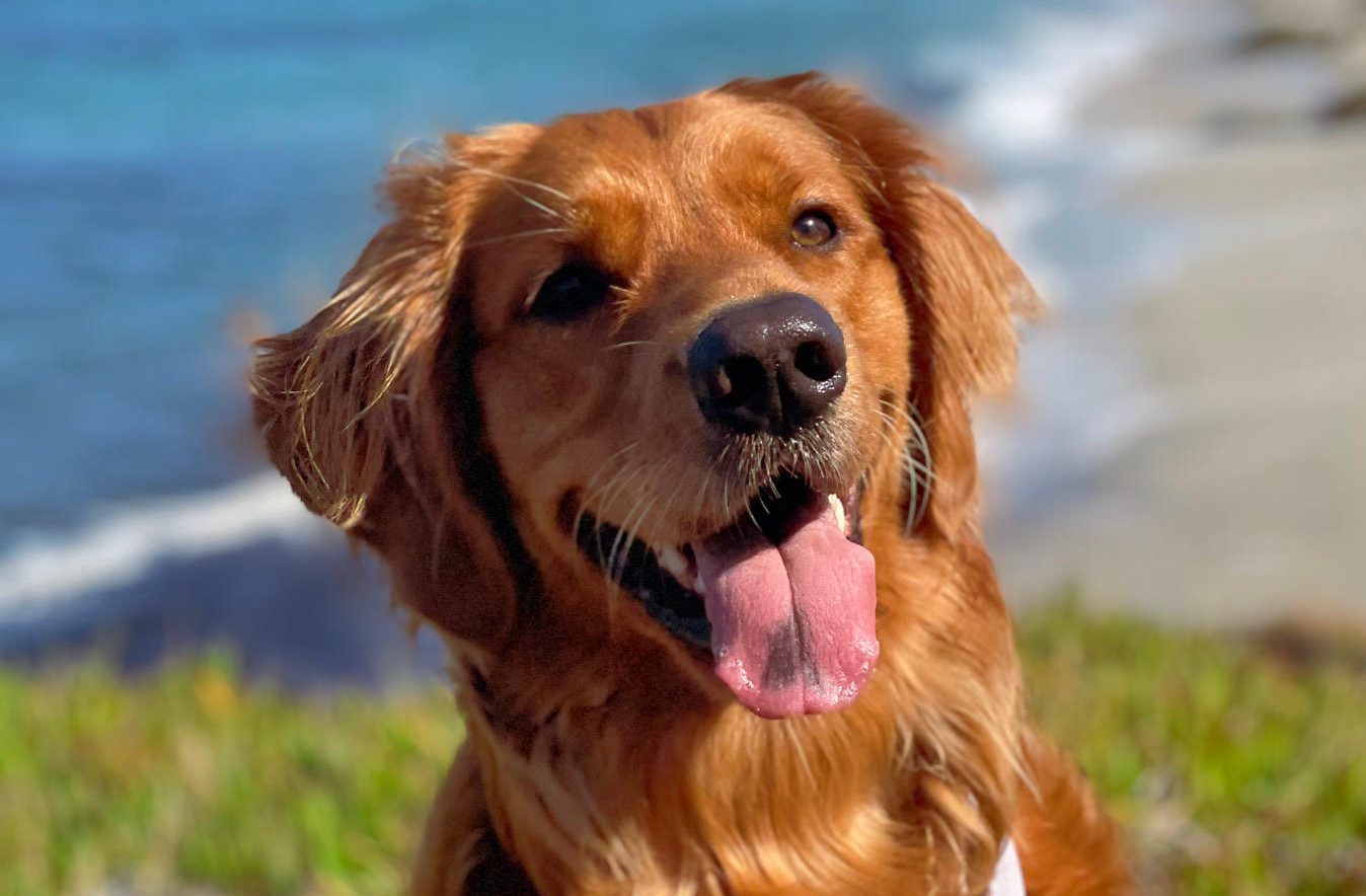 California golden retriever cast as the new ‘Air Bud’ dog
